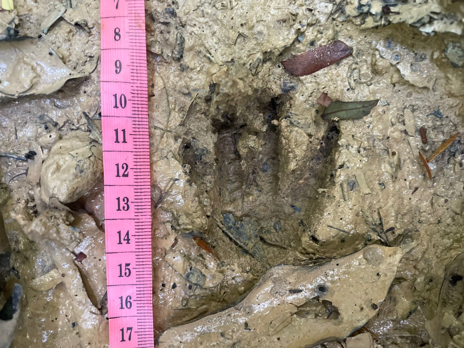 Huella de la pata trasera de un majás Huella de la pata trasera de un majás